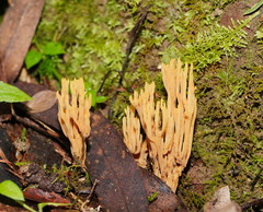 Phaeoclavulina flaccida