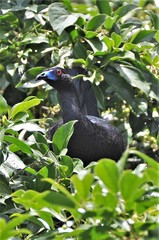 Chamaepetes unicolor