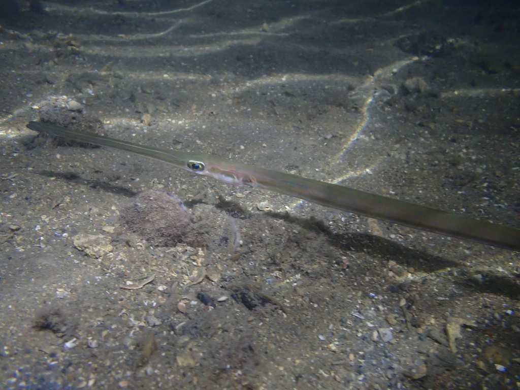 Bluespotted in May 2021 by Tse Chung Yi · iNaturalist