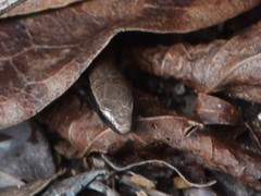 Underwood's Spectacled Tegu photo 5