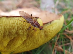Tapeigaster annulipes