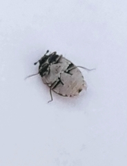 Anthrenus picturatus