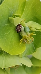 Anthrenus picturatus