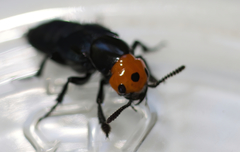 Creophilus erythrocephalus