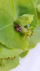 Anthrenus picturatus