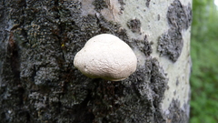 Pleurotus calyptratus