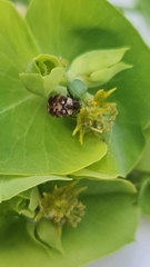 Anthrenus picturatus