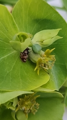 Anthrenus picturatus