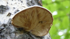 Pleurotus calyptratus