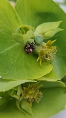 Anthrenus picturatus