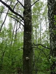 Pleurotus calyptratus