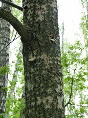 Pleurotus calyptratus