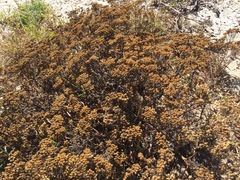 Oncosiphon suffruticosus