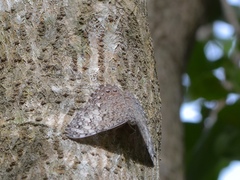 Hamadryas februa ferox