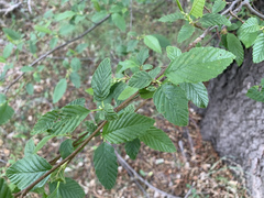 Alnus oblongifolia