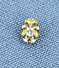 Anthrenus picturatus
