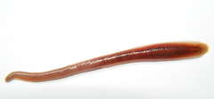 Erpobdellidae