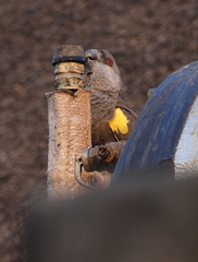 Poicephalus rueppellii