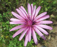 Pseudopodospermum papposum