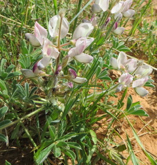 Lupinus palaestinus