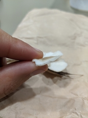 Pleurotus parsonsiae