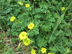 Oxalis pes-caprae