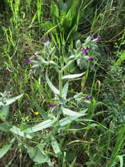 Anchusa undulata