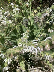 Salvia argentea