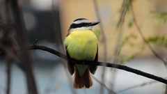 Pitangus sulphuratus