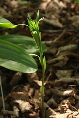 Lilium mackliniae