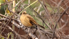 Turdus grayi