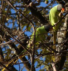 Psittacula himalayana