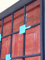 Anolis cristatellus cristatellus