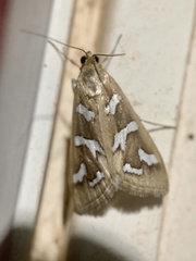 Diastictis