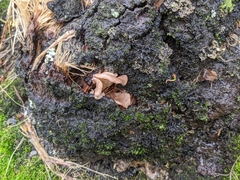 Pleurotus parsonsiae