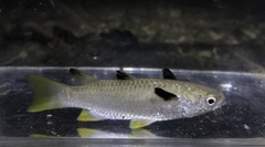 Squaretail Mullet photo 3