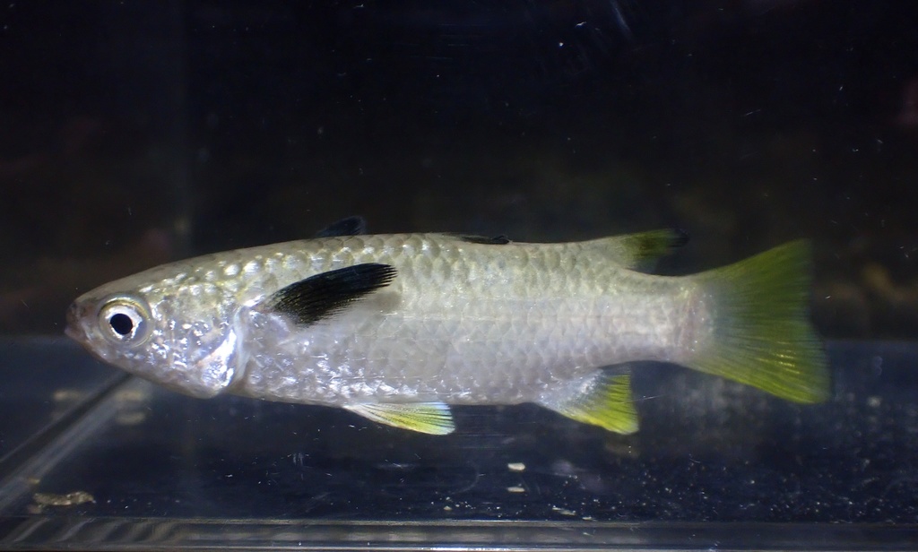 Blackfin mullet (Ellochelon vaigiensis) — Mugilidae