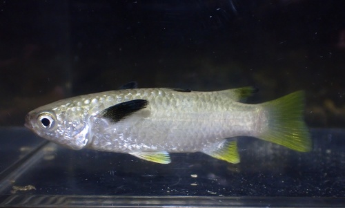 Blackfin mullet (Ellochelon vaigiensis) — Mugilidae