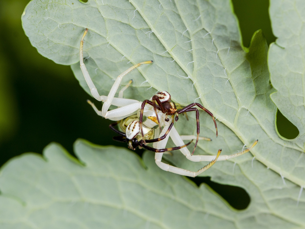 Goldenrod crab spider (Misumena vatia)
