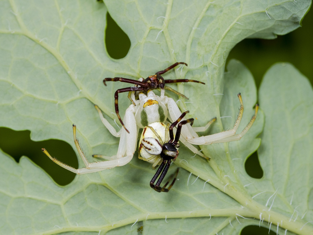 Flower Crab Spiders