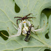 Flower Crab Spiders - Photo (c) Анатолий Озерной /Anatoly Ozernoy, some rights reserved (CC BY-SA), uploaded by Анатолий Озерной /Anatoly Ozernoy