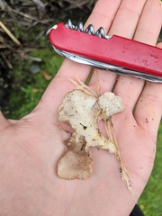 Pleurotus parsonsiae