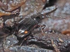 Bembidion lunulatum