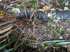 Pleurotus parsonsiae