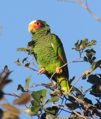 Amazona xantholora