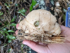 Pleurotus parsonsiae