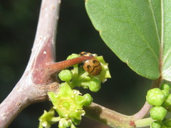 Attagenus grandjeani