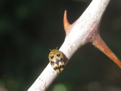 Attagenus grandjeani