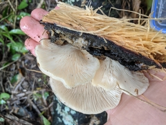 Pleurotus parsonsiae