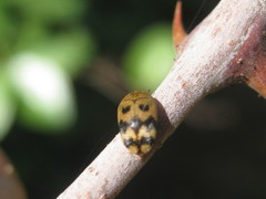 Attagenus grandjeani